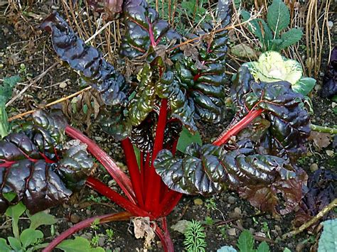 Bestel Rheum Rhabarbarum Voordelig Bij Plantenweelde