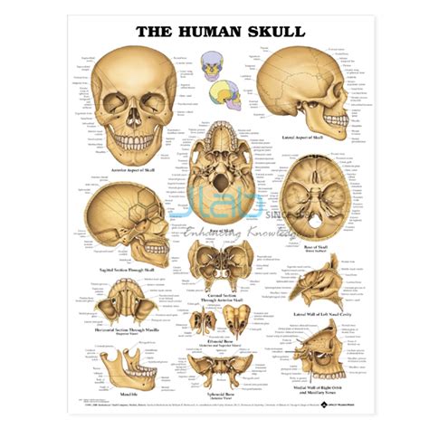 Human Skull Chart India Human Skull Chart Manufacturer Human Skull