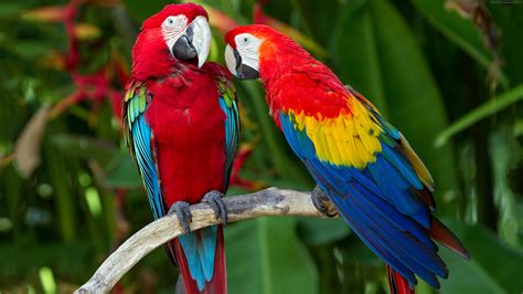 Scarlet Macaw Hd Parrot Hd Wallpaper Rare Gallery