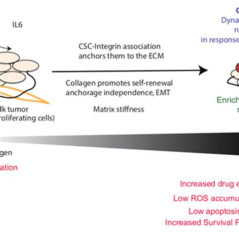 Enrichment Of Cancer Stem Cells In The Presence Of The Extracellular