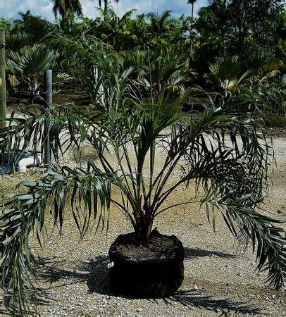 Allagoptera Arenaria Palmpedia Palm Grower S Guide