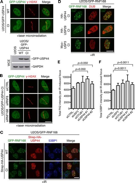 The Deubiquitylating Enzyme Usp Counteracts The Dna Double Strand