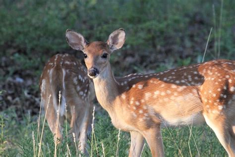 Oklahomas First Documented Case Of Deer With Chronic Wasting Disease