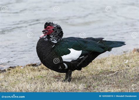 Male Muscovy Duck Standing On Lake Shoreline Stock Photo Image Of