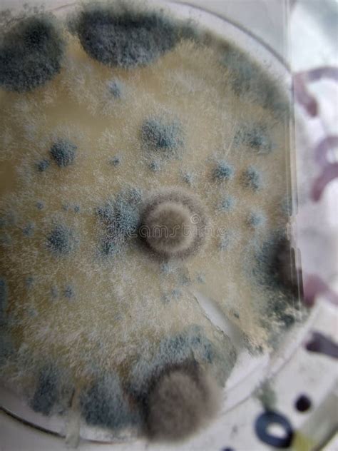 Colonias Aspergillus Fumigatus En Saboraud Dextrose Agar Mediano Imagen