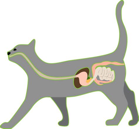 The Cat Gut Microbiome Kittybiome