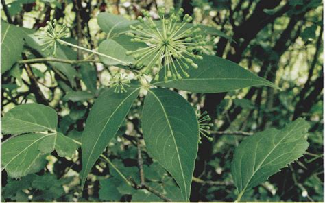 蜀五加 秦巴野生植物 图片