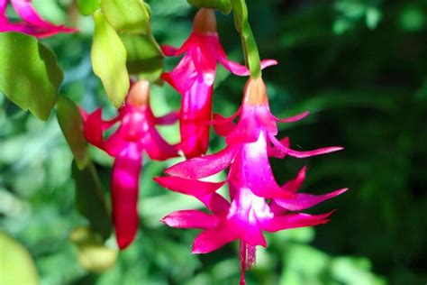 Flor De Maio Como Cuidar Como Plantar Dicas E Cuidados Gerais