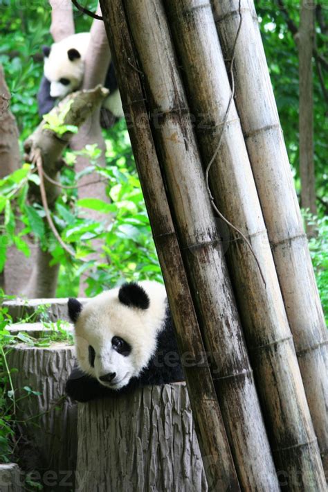 Baby giant panda 839331 Stock Photo at Vecteezy