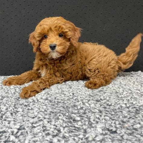 Male F1b Cavapoo Puppy For Sale Id 6274 Bw