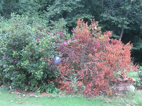 Dying Azaleas Walter Reeves The Georgia Gardener