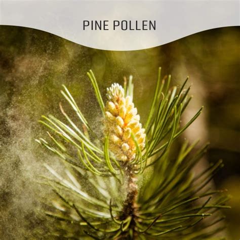 Pine Pollen Testosterone Capsules Wildcrafted Pine Pollen Scots