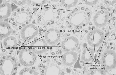 Hls Urinary System Kidney Medulla Collecting Duct And Ascending