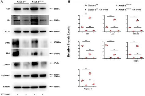 Macrophage Specific Deletion Of Notch Induced M Anti Inflammatory