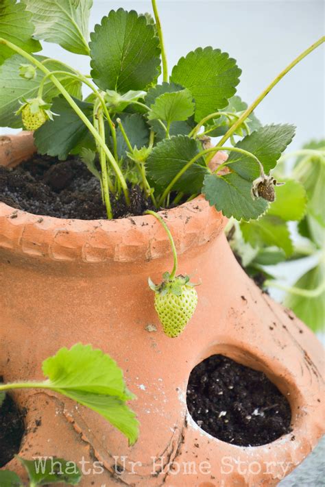 How To Plant Strawberry Plants In Strawberry Pots