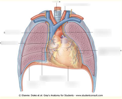 Diagram Of Diaphragm Quizlet