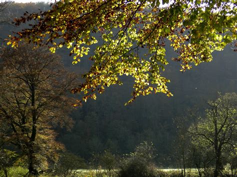 Kostenlose Foto Baum Natur Wald Ast Licht Sonnenlicht Morgen