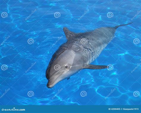 Delfino stock image. Image of tursiope, delfino, mammifero - 4200405