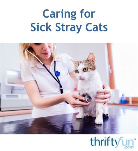 Caring For Sick Stray Cats Thriftyfun