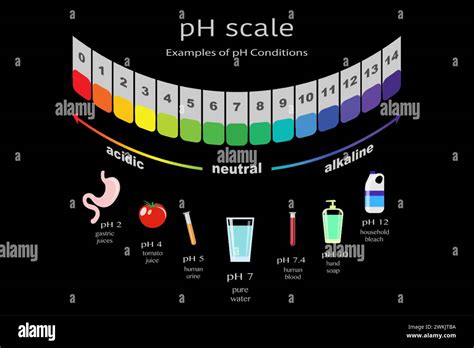 Scale Of Ph Value For Acid And Alkaline Solutions Infographic Acid