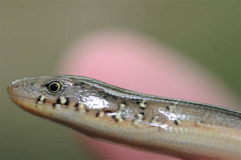 Eastern Glass Lizard | Audubon