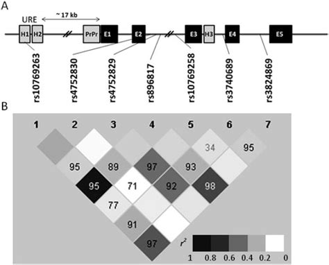 Association Of A Functional Polymorphism In The Untranslated Region