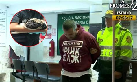 Sujeto Acuchilla A Mascota De Su Expareja Por Venganza Y La Deja