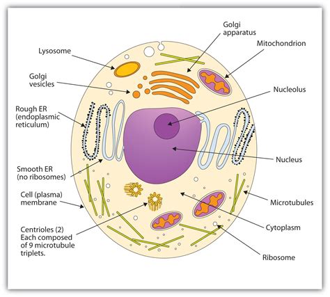 Biology L1 The Fundamental Unit Of Life Siri123blog