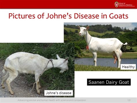 Presentation Jd In Goats Johnes Information Center Uwmadison