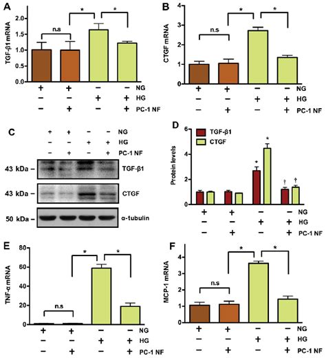 Pc 1 Nf Fusion Protein Inhibits Hg Induced Tgf β1 And Ctgf Expression