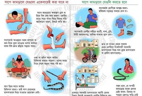 সাপ কামড়ালে কি করতে হবে জরুরী পদক্ষেপ Valothakuncom