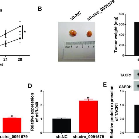 The Effect Of Circ On Xenograft Tumor Growth A And B Tumor