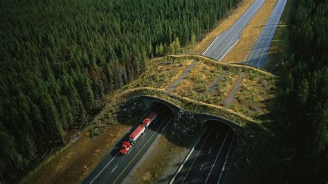 Wild Ways | NOVA | PBS