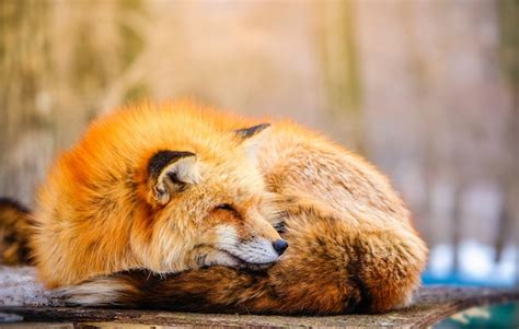 Cute sleeping red fox in winter | Premium Photo