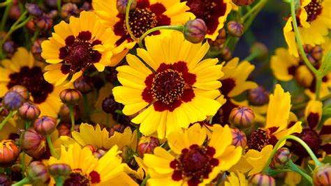 Identify Yellow Perennial Flowers Best Flower Site