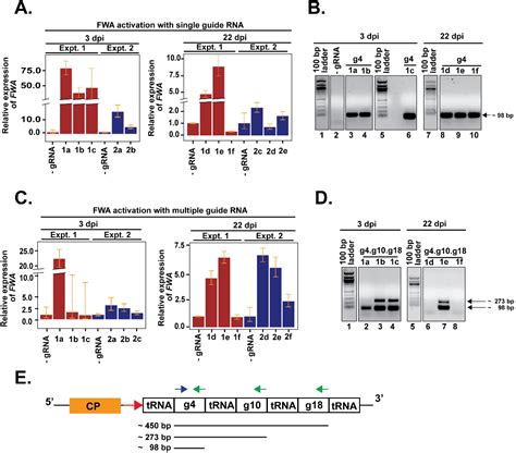 PDF A Viral Guide RNA Delivery System For CRISPR Based