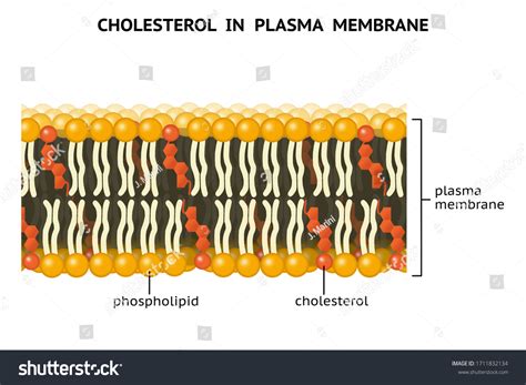 Cholesterol In The Cell Membrane Overview, Function, 41% OFF