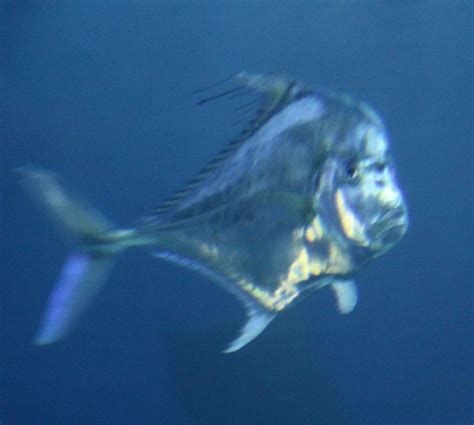 African Pompano