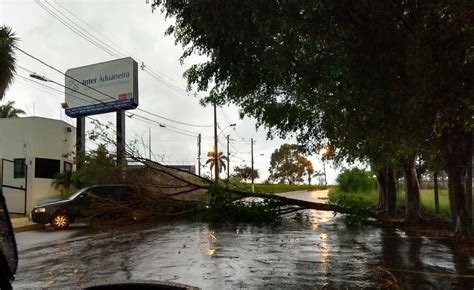 Chuva forte derruba árvores e deixa bairros sem energia elétrica em