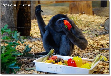 ワウワウテナガザルにスペシャルメニュー 北の暮らし ～札幌・宮の森から～