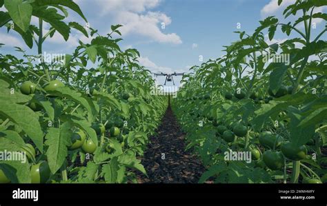 Agriculture Drone Fly To Sprayed Fertilizer On The Tomato Fields