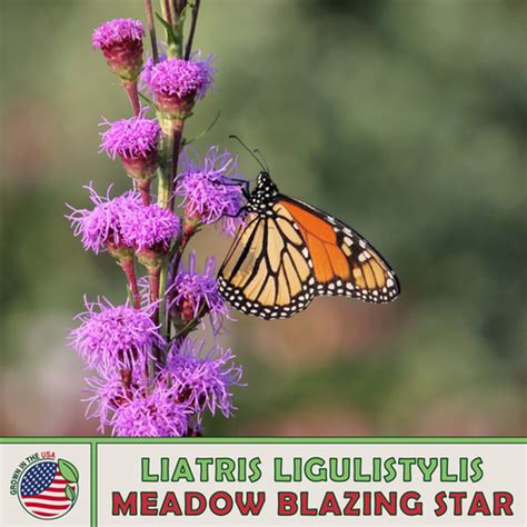 Meadow Blazing Star Sola Seed Company