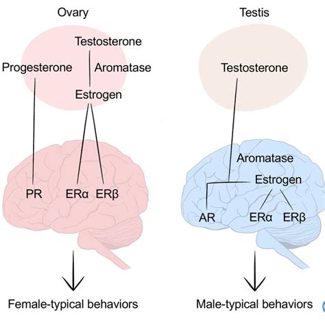 Sexual Differentiation In The Brain The Organizational Activational