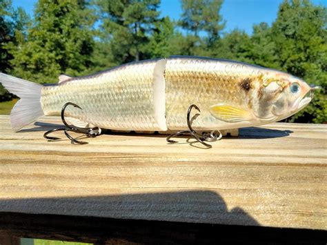 9 The Follow Gizzard Shad Cali Glide Swimbait By Cali Glide Swimbaits