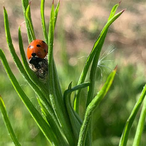 How To Engage Funders For Regenerative Agriculture