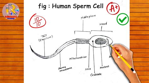 How To Draw Human Sperm Cell Sperm Cell Diagram Easy And Step By