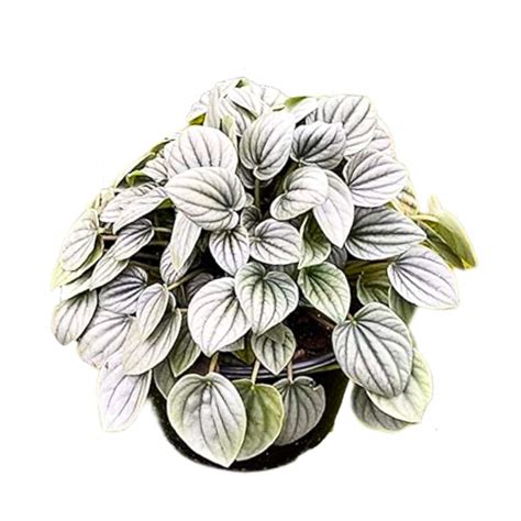Peperomia Frost Light Green Ripple Pep Caperata Harmony Foliage
