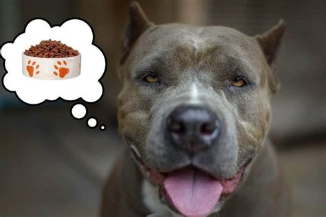 How Much Should an American Pitbull Eat per Day? - PitBullTribe.com