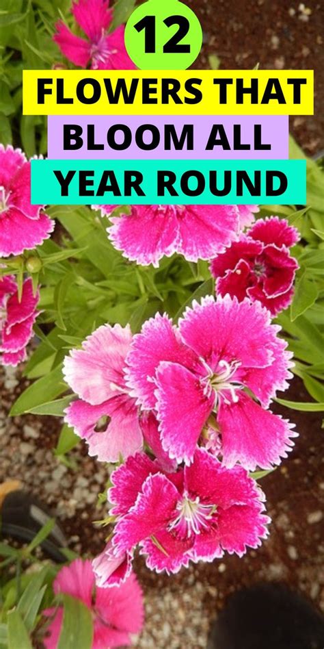 12 Flowers That Bloom All Year Round Summer Blooming Flowers