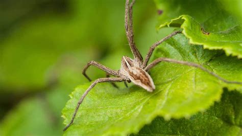 How To Identify A Hobo Spider